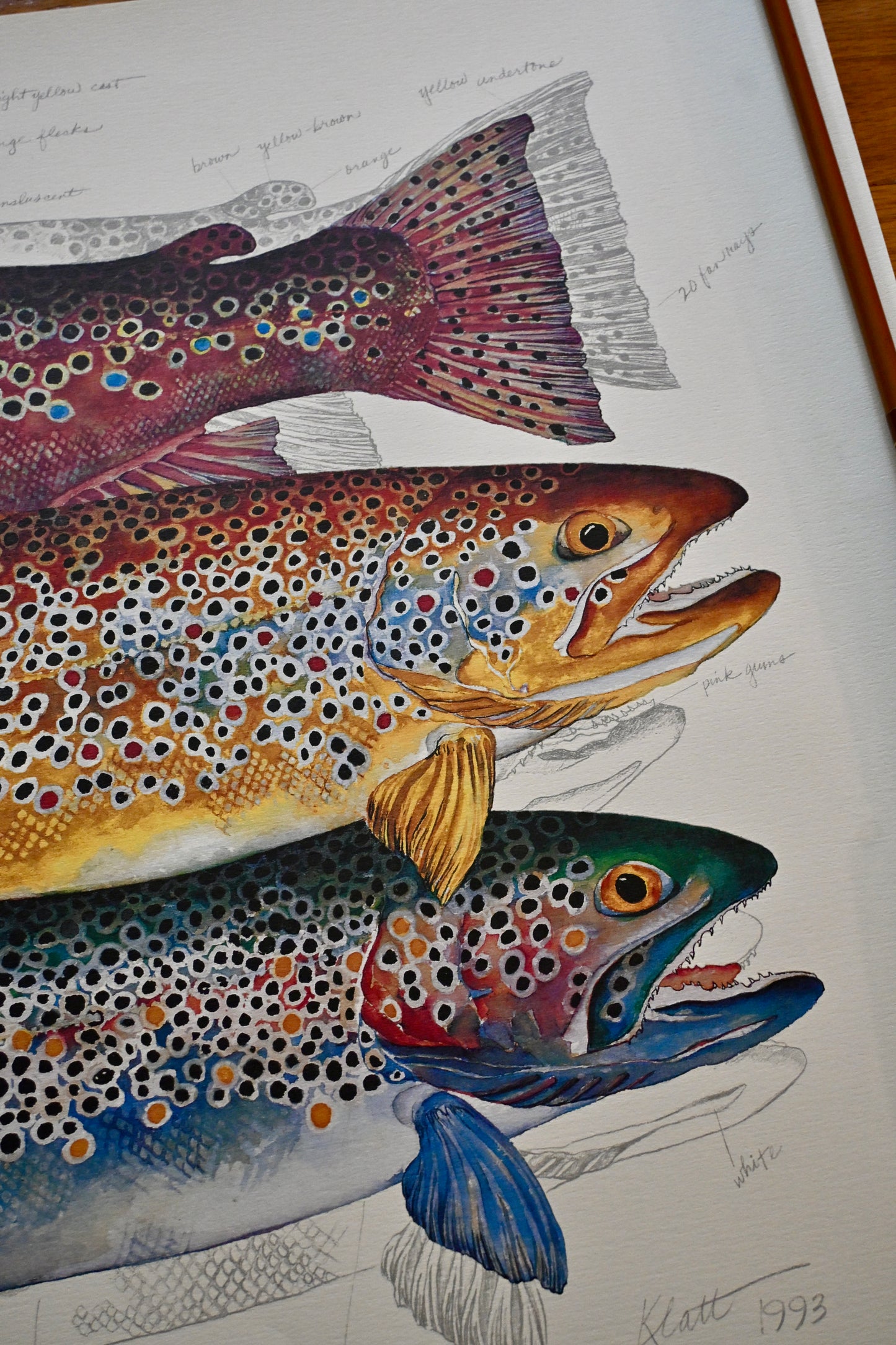 3 Brown Trout Print - Eileen Klatt 1993