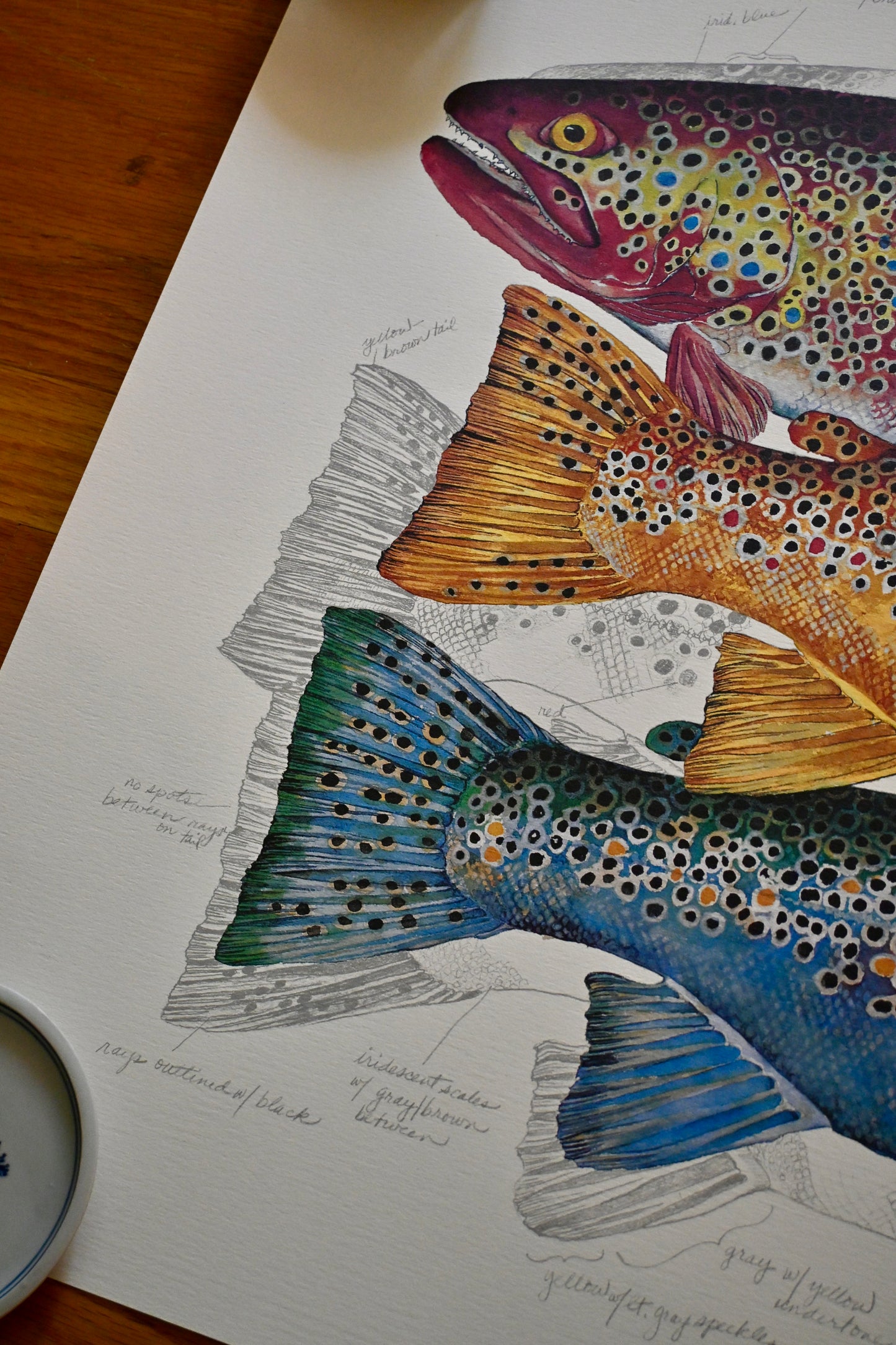 3 Brown Trout Print - Eileen Klatt 1993