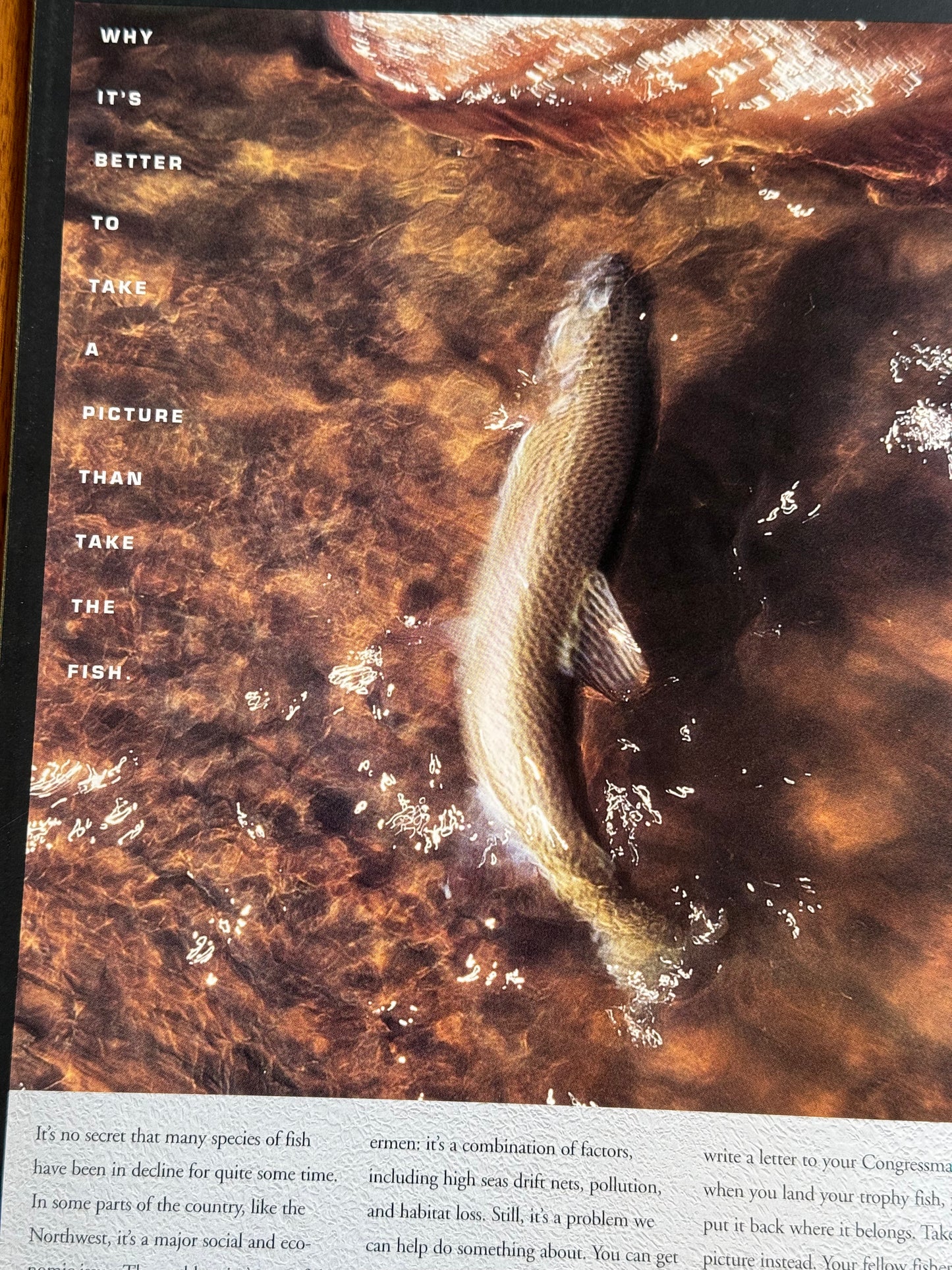 G-Loomis Fishing Rods Catalog 1995