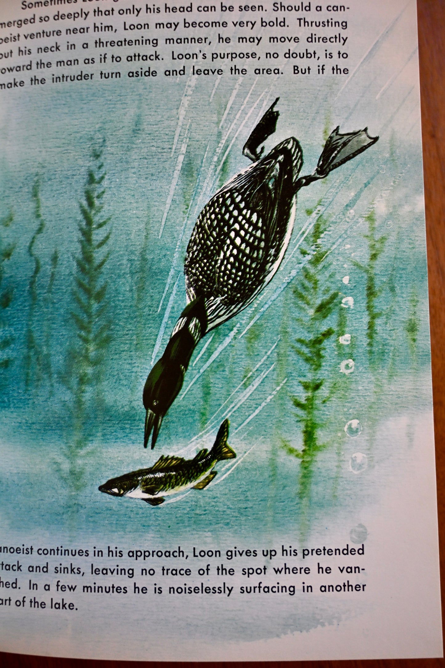 Rare** Loon - Ivah Green (Hardcover, 1968 print, Illustrated)