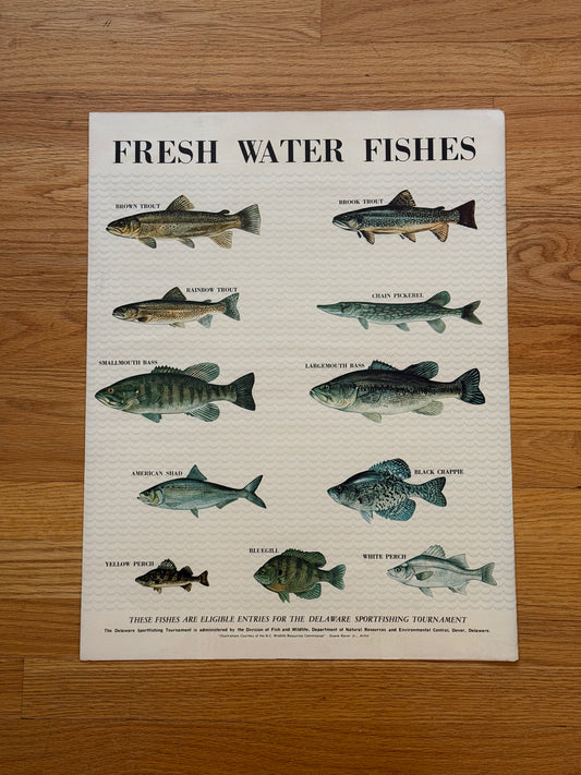 Delaware Fresh Water Fishes Poster