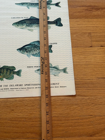 Delaware Fresh Water Fishes Poster